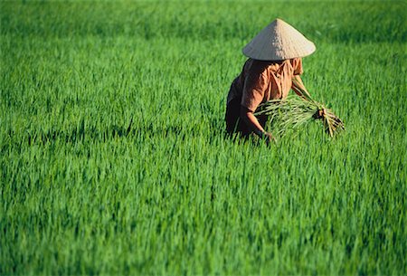 simsearch:841-08102090,k - Woman Working in Rice Field Nha Trang, Vietnam Stock Photo - Rights-Managed, Code: 700-00033994