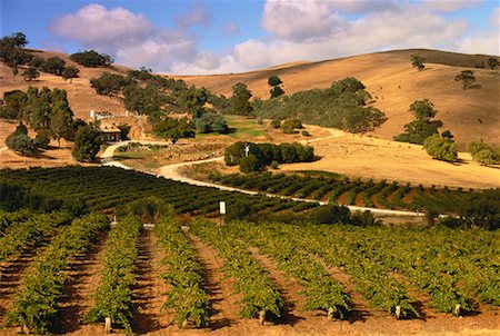 Vineyards, Bethany Wines, The Barossa Valley, South Australia Australia Stock Photo - Rights-Managed, Code: 700-00044725