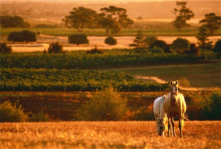 Horses in Field at Sunset The Barossa Valley South Australia, Australia Stock Photo - Rights-Managed, Code: 700-00044726