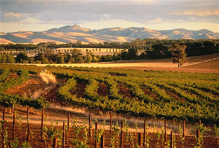 simsearch:700-00050296,k - The Barossa Valley South Australia, Australia Stock Photo - Rights-Managed, Code: 700-00044921