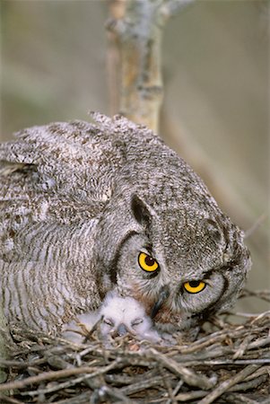 simsearch:700-00052822,k - Long Eared Owl in Nest with Owlet Stock Photo - Rights-Managed, Code: 700-00045669