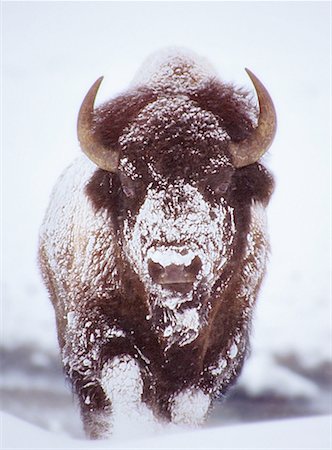simsearch:700-01199476,k - Portrait of Bison in Snow Yellowstone National Park Wyoming, USA Stock Photo - Rights-Managed, Code: 700-00045675