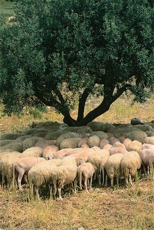 farms with sheep in italy - Flock of Sheep under Olive Tree Sicily, Italy Stock Photo - Rights-Managed, Code: 700-00045836