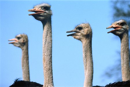 Close-Up of Ostriches Oudtshoorn, South Africa Stock Photo - Rights-Managed, Code: 700-00046994