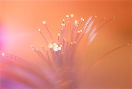 simsearch:614-05399875,k - Close-Up of Fiber Optics Stock Photo - Rights-Managed, Code: 700-00049352
