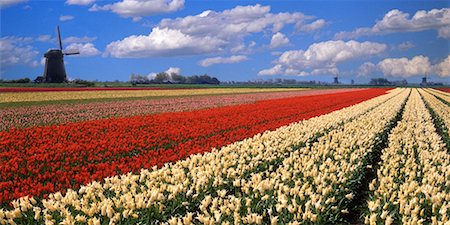 simsearch:700-00053425,k - Tulip Field and Windmills Schermerhorn, The Netherlands Stock Photo - Rights-Managed, Code: 700-00040237