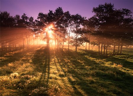 Sunrise through Trees Near Sherwood Park, Alberta Canada Stock Photo - Rights-Managed, Code: 700-00040910