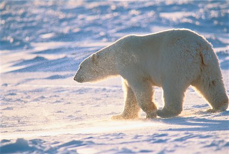 simsearch:700-02833750,k - Polar Bear, Hudson Bay Shoreline Churchill, Manitoba, Canada Stock Photo - Rights-Managed, Code: 700-00041296