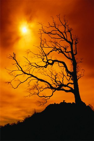 simsearch:700-00262810,k - Silhouette of Tree at Sunset Hawaii, USA Stock Photo - Rights-Managed, Code: 700-00041627