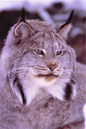 simsearch:700-01199476,k - Portrait of Lynx Stock Photo - Rights-Managed, Code: 700-00043260