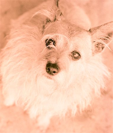 simsearch:700-00035311,k - Portrait de chien Photographie de stock - Rights-Managed, Code: 700-00043352