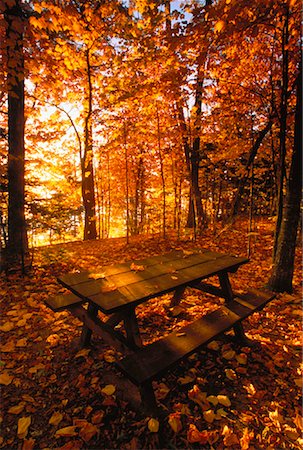 simsearch:700-00157939,k - Picnic Table and Trees in Autumn Wolf Neck State Park, Maine, USA Stock Photo - Rights-Managed, Code: 700-00043575