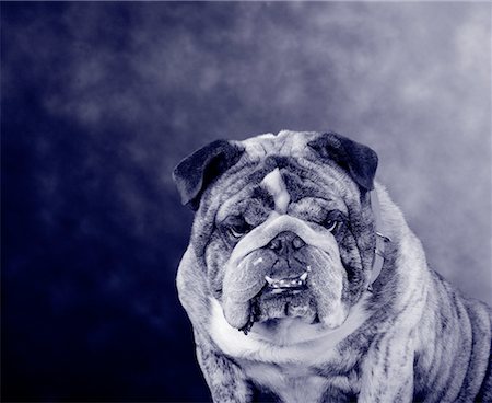 Portrait of Bulldog Stock Photo - Rights-Managed, Code: 700-00043796