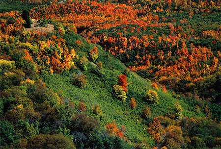 simsearch:700-06465704,k - Aerial View of Trees in Autumn Utah, USA Stock Photo - Rights-Managed, Code: 700-00054472