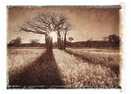 simsearch:700-00052822,k - Baobab Trees at Sunset Near Derby, Western Australia Australia Stock Photo - Rights-Managed, Code: 700-00054917