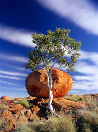 Gum Tree and Devil's Marbles Northern Territory, Australia Stock Photo - Rights-Managed, Code: 700-00054919