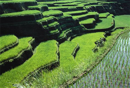 simsearch:700-00057322,k - Rice Field and Terraced Landscape Bali, Indonesia Stock Photo - Rights-Managed, Code: 700-00057322