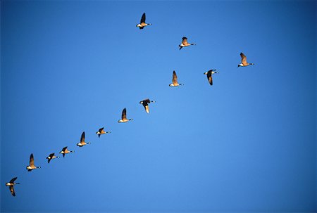 follow directions - Looking Up at Canada Geese Flying In Formation Stock Photo - Rights-Managed, Code: 700-00058115