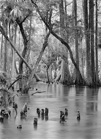 Trees along Loxahatchee River Florida, USA Stock Photo - Rights-Managed, Code: 700-00058392