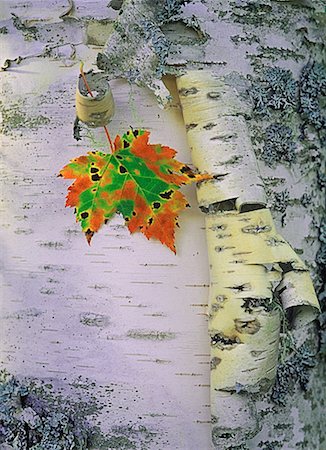 peeling bark - Close-Up of Maple Leaf on Birch Tree in Autumn Nova Scotia, Canada Stock Photo - Rights-Managed, Code: 700-00059227