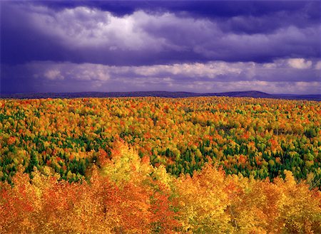 simsearch:700-00182848,k - Overview of Trees in Autumn Near Campbellton, New Brunswick Canada Stock Photo - Rights-Managed, Code: 700-00059316