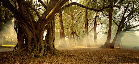 Ficus Trees and Fog in Autumn Biscayne National Park Miami, Florida, USA Stock Photo - Rights-Managed, Code: 700-00059767