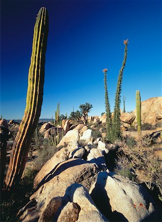 simsearch:600-03446089,k - Cactus and Desert Landscape Baja Peninsula Baja California, Mexico Foto de stock - Con derechos protegidos, Código: 700-00059813