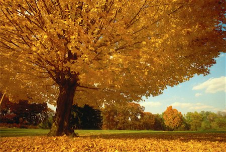 simsearch:700-00157939,k - Tree and Field in Autumn State College, Pennsylvania, USA Stock Photo - Rights-Managed, Code: 700-00059848