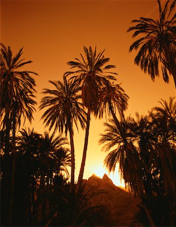 simsearch:700-03456784,k - Sunset over Palm Trees and Mountains, Giant Mountain Range Loreto, Baja, Mexico Stock Photo - Rights-Managed, Code: 700-00059946