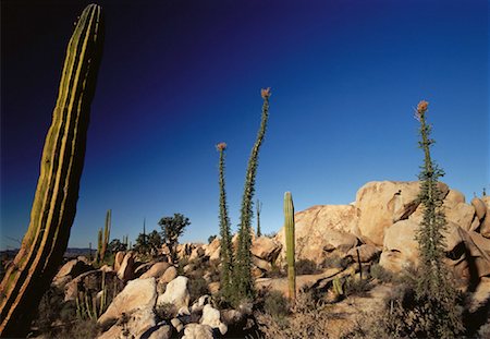 simsearch:600-03446089,k - Desert Landscape and Vegetation Catavina, Baja Peninsula Baja California, Mexico Foto de stock - Con derechos protegidos, Código: 700-00059941