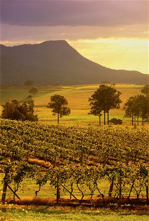 simsearch:700-00050296,k - Constable and Hershon Vineyard Hunter Valley, NSW, Australia Stock Photo - Rights-Managed, Code: 700-00050296