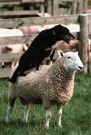 Dog Sitting on Sheep Near Cambridge, New Zealand Stock Photo - Rights-Managed, Code: 700-00051502
