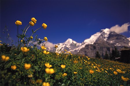 Mount Jungfrau and Buttercups Switzerland Stock Photo - Rights-Managed, Code: 700-00051893