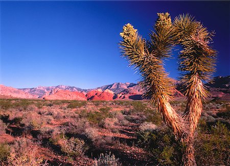 Joshua Tree and Sedimentary Rock Red Rock Canyon Near Las Vegas, Nevada, USA Stock Photo - Rights-Managed, Code: 700-00052190