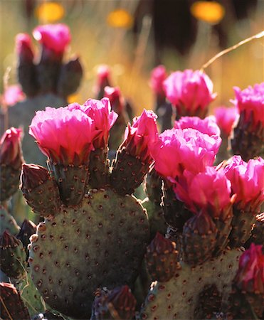 Close-Up of Flowering Prickly Pear Cactus, Red Rock Canyon Las Vegas, Nevada, USA Stock Photo - Rights-Managed, Code: 700-00052581