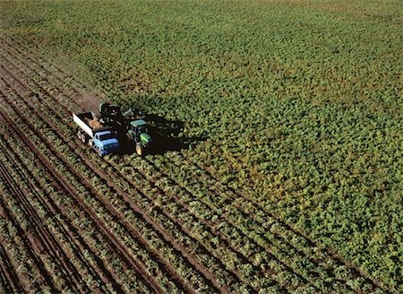 Aerial View of Potato Harvest Carberry, Manitoba, Canada Stock Photo - Rights-Managed, Code: 700-00052712