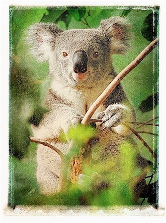 simsearch:700-00052822,k - Portrait of Koala in Tree Queensland, Australia Stock Photo - Rights-Managed, Code: 700-00052824