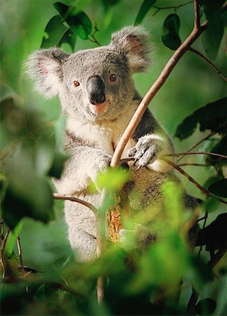 simsearch:700-00090919,k - Portrait of Koala in Tree Queensland, Australia Stock Photo - Rights-Managed, Code: 700-00052825