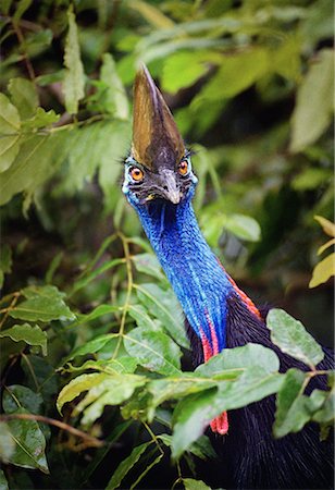 simsearch:700-00052822,k - Portrait of Cassowary in Bushes Queensland, Australia Stock Photo - Rights-Managed, Code: 700-00052826