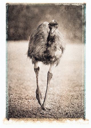 simsearch:700-00052822,k - Emu Walking on Field Queensland, Australia Stock Photo - Rights-Managed, Code: 700-00053125