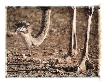 simsearch:700-00035072,k - Head and Feet of Ostrich Australia Stock Photo - Rights-Managed, Code: 700-00053127