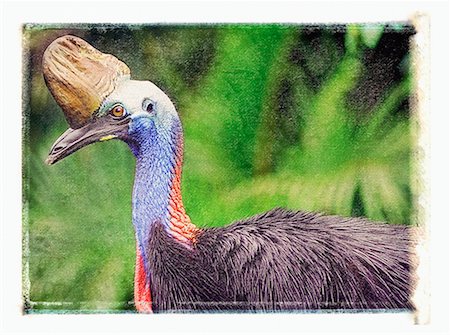 simsearch:700-00052822,k - Profile of Cassowary Queensland, Australia Stock Photo - Rights-Managed, Code: 700-00053130