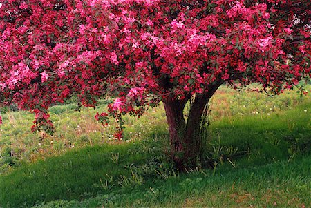 simsearch:700-00182848,k - Flowering Crabapple Tree New Brunswick, Canada Stock Photo - Rights-Managed, Code: 700-00064480