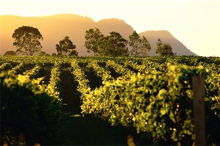 simsearch:700-00050296,k - Grape Vines near Pokolbin Vineyard, NSW, Australia Stock Photo - Rights-Managed, Code: 700-00064671