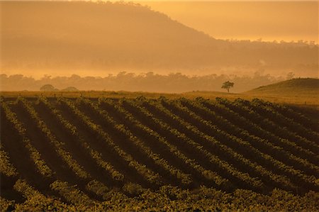 simsearch:700-00050296,k - Sunset over Vineyard New South Wales, Australia Stock Photo - Rights-Managed, Code: 700-00064701