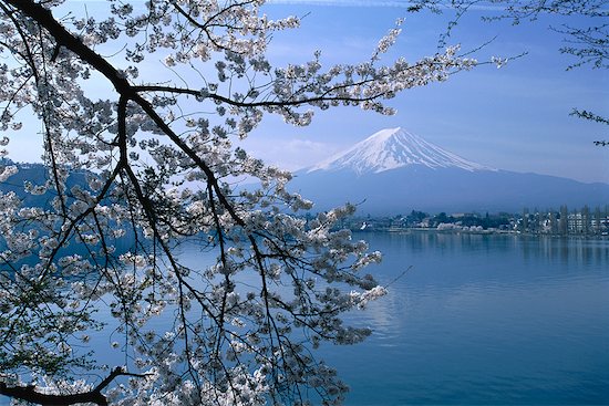 cherry tree blossom japan. asia cherry blossom Asia