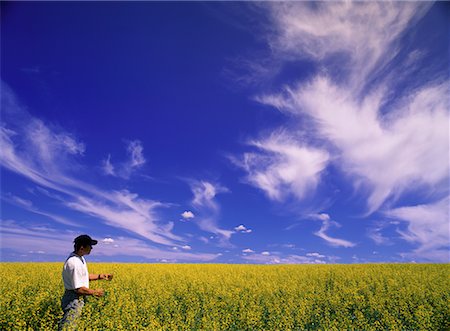 simsearch:700-00515479,k - Farmer Standing in Canola Field Crossfield, Alberta, Canada Foto de stock - Con derechos protegidos, Código: 700-00067257