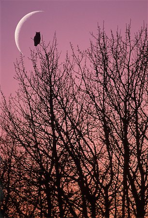 silo alberta - Great Horned Owl on Branch at Dusk Alberta, Canada Stock Photo - Rights-Managed, Code: 700-00067281