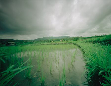 Rice Field and Cloudy Sky Bali, Indonesia Stock Photo - Rights-Managed, Code: 700-00068368