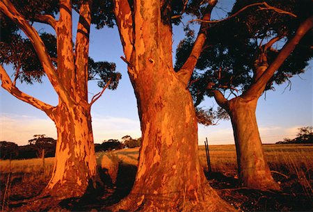 Trees and Farmland The Barossa Valley South Australia, Australia Stock Photo - Rights-Managed, Code: 700-00061694
